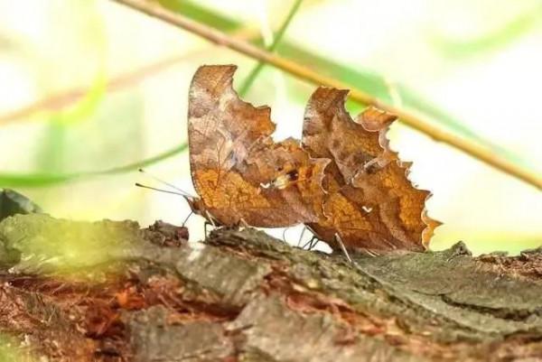 動物界的偽裝高手，不看不知道，一看嚇一跳