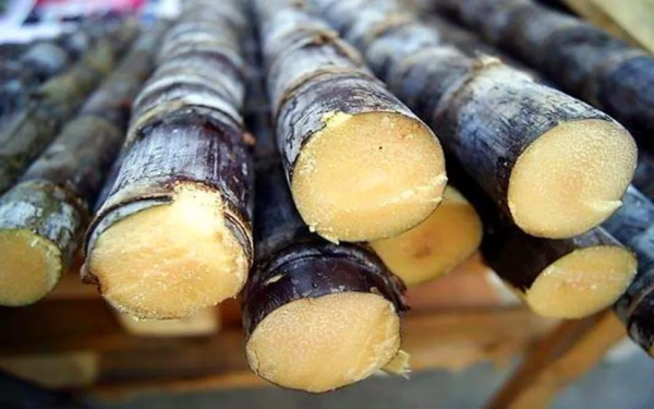 花海來啦!金卉莊園11月最美賞花季現已開啟!快來走“花路”吧! 花海來啦!金卉莊園11月最美賞花季現已開啟!快來走“花路”吧!