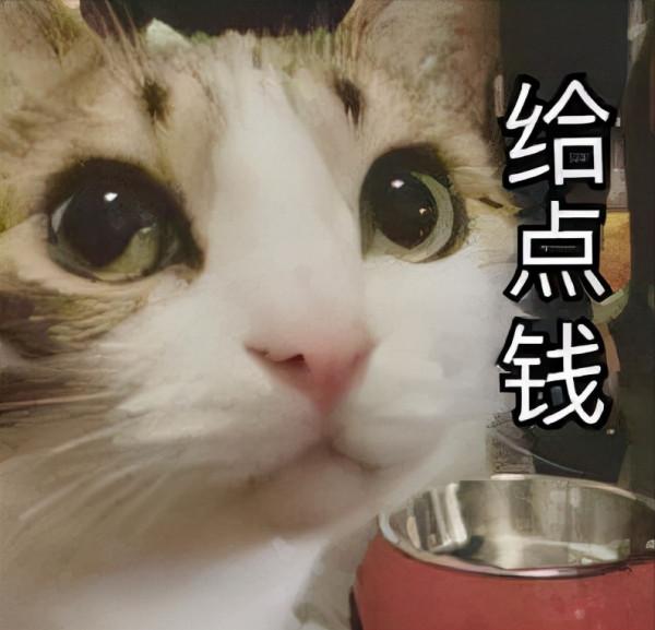 喵星人可愛表情包來了