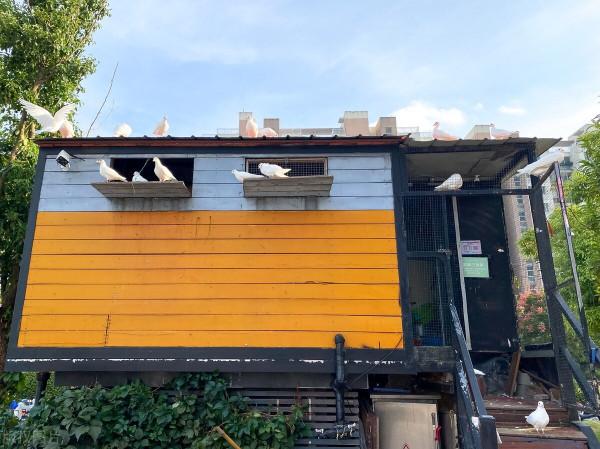 解讀信鴿的伴性遺傳