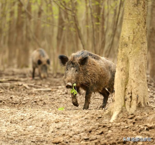 孩子學認字,三分鐘瞭解華夏先民與「豬」的故事 孩子學認字,三分鐘瞭解華夏先民與「豬」的故事