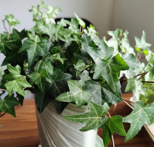 家裡別隻養綠蘿，15種精緻耐陰花，光照不好也能長很美