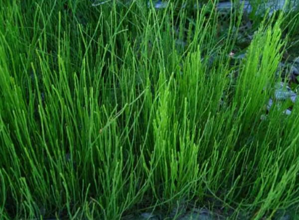 節節草是什麼?如果常用節節草泡腳,或可以解決很多問題 節節草是什麼?如果常用節節草泡腳,或可以解決很多問題