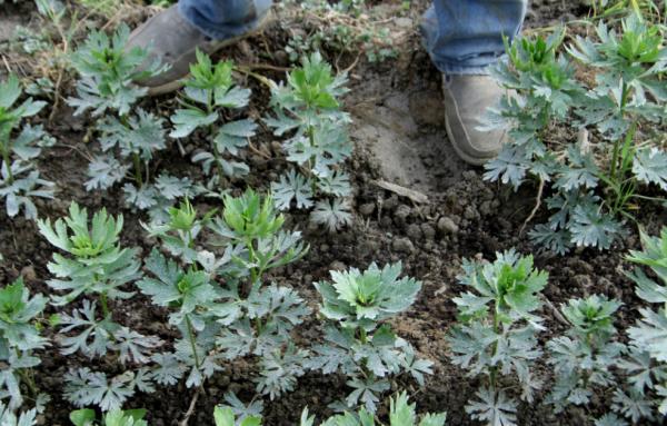 美國人民真奢侈：每天用大量美元做肥料種蔬菜，打造百萬有機農場