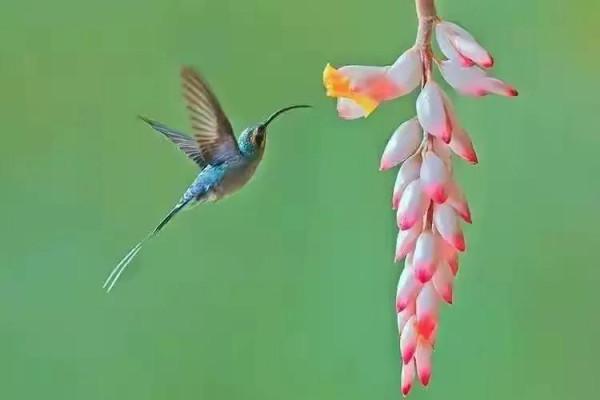 分享圖片&mdash;&mdash;可愛的小小鳥兒