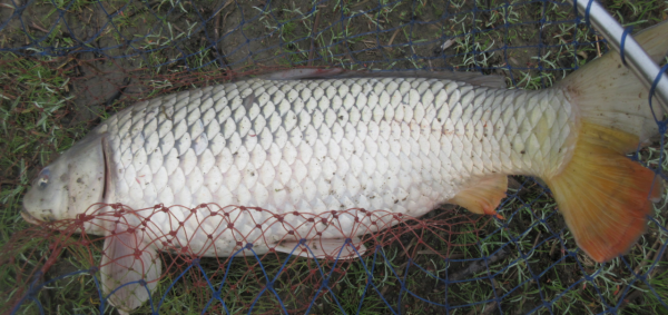 50多年的釣魚史教會我,小鉤簡餌也能釣到大魚 50多年的釣魚史教會我,小鉤簡餌也能釣到大魚