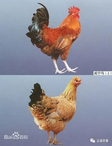 雞的品種與分類&mdash;&mdash;居然有這麼多品種？