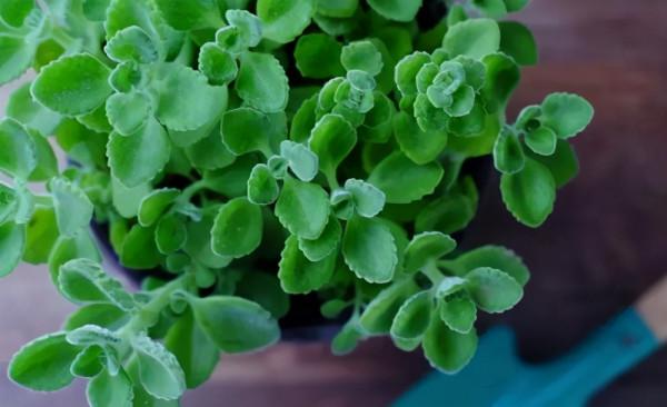 能“養人”的四種花，好養不怕熱，可涼拌可泡茶，還能驅蚊子