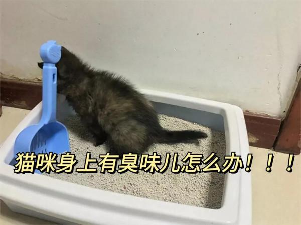 貓咪身上臭烘烘？可能這幾點被你忽略了