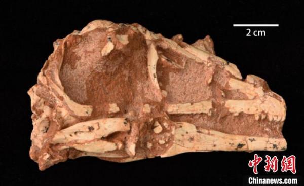 中國發現白堊紀晚期傷齒龍科恐龍新屬種“內蒙古蝶獵龍”