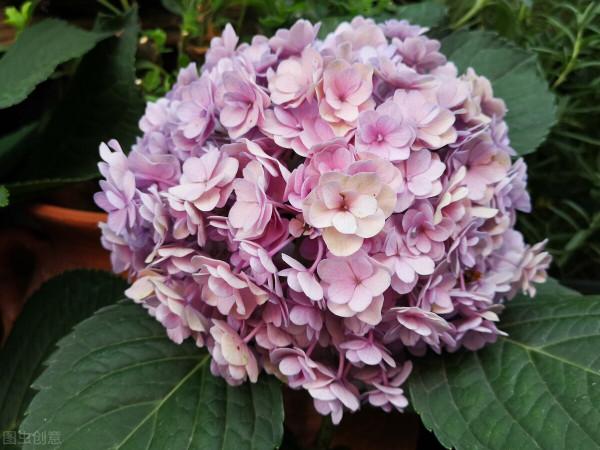 第一次發現,家裡這些垃圾用來養花,是這麼實用 第一次發現,家裡這些垃圾用來養花,是這麼實用