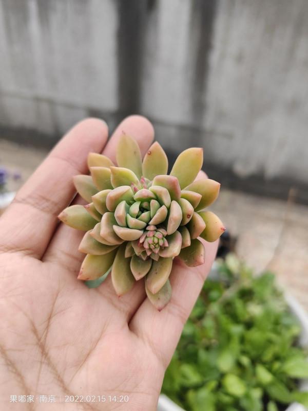 在樓頂，見證每一顆肉的成長