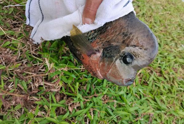 海南河道衝來許多“腫頭魚”,有人釣了許多,網友:長得屬實噁心 海南河道衝來許多“腫頭魚”,有人釣了許多,網友:長得屬實噁心