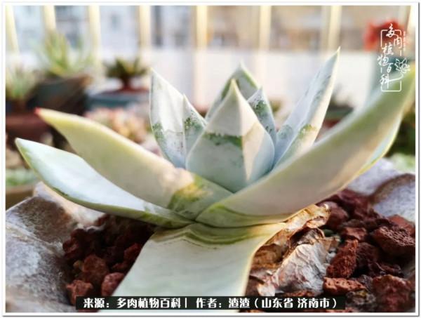 一個不稱職90後的闡述：何以解憂？唯有多肉