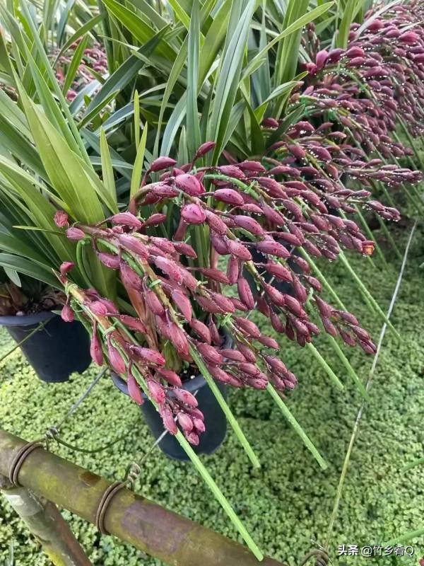 奇形怪狀的漂亮蘭花