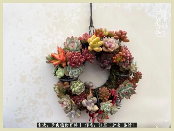 正是花好月圓時，再訪楊姐的屋頂花園