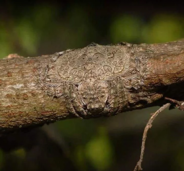 見證大自然奇蹟時刻的8張照片