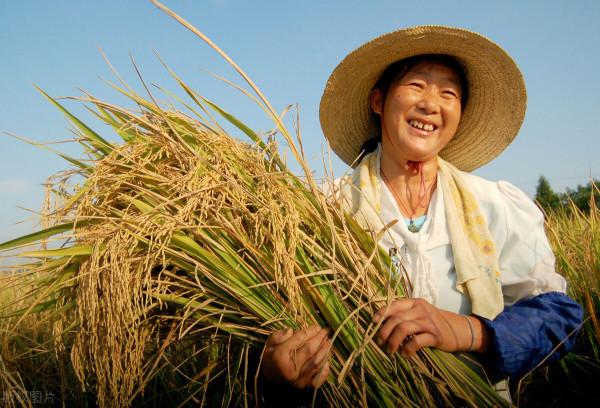 鄉土散文：秋收