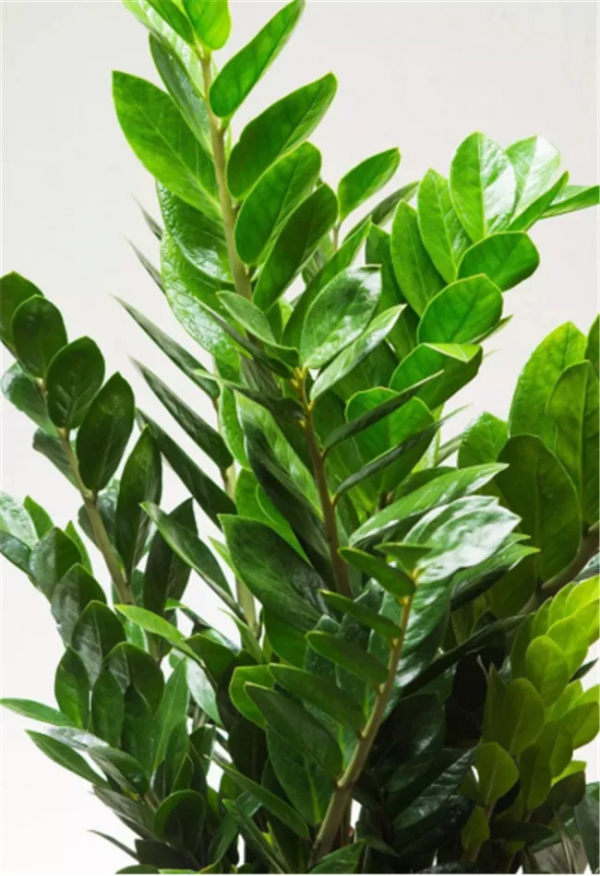 有錢人家的客廳，什麼花都可以不養，但這10種植物應該有