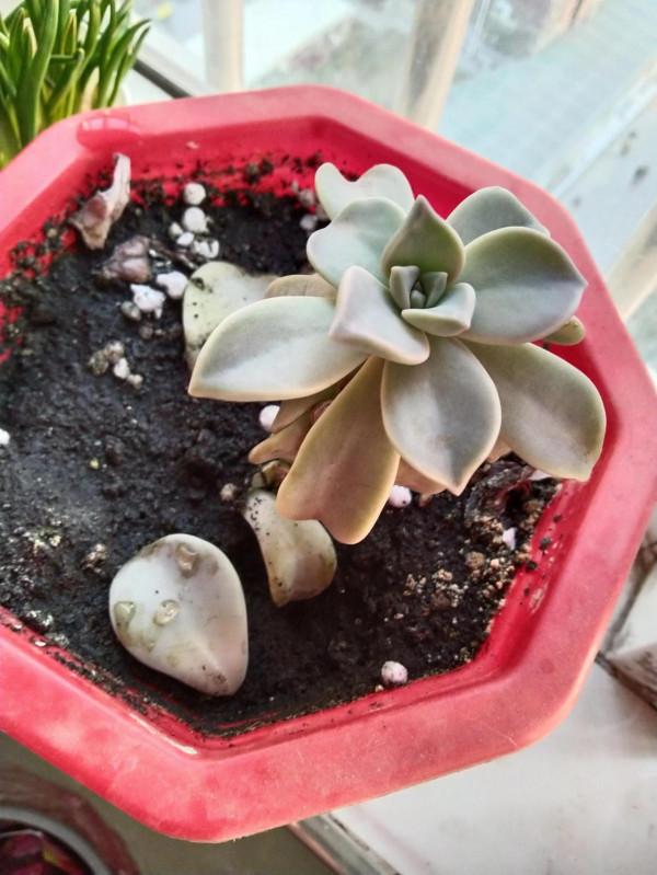 沒錯，我就是那個又菜又愛玩的養肉人