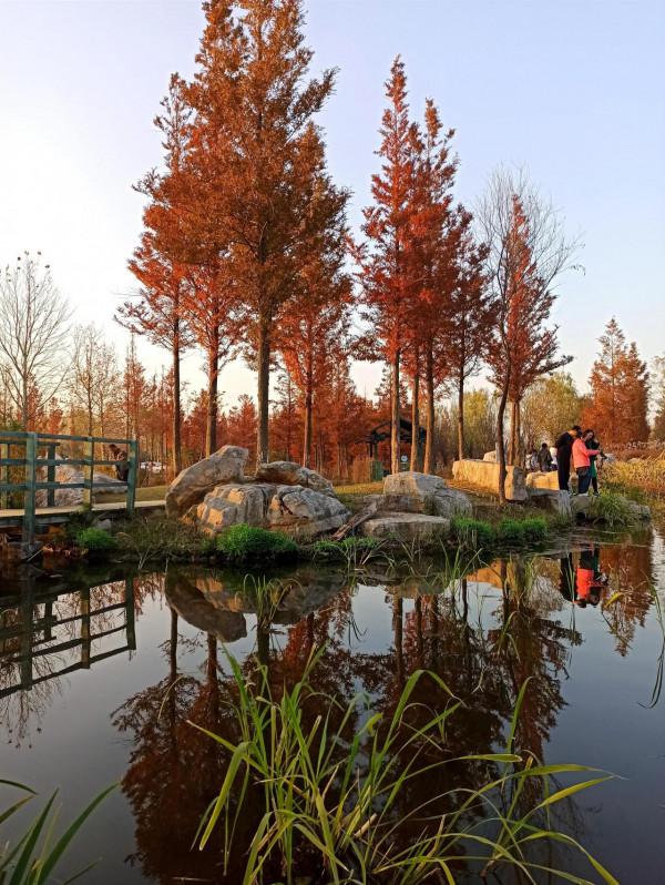 波光瀲灩水杉紅，層林盡染如畫中（之五）