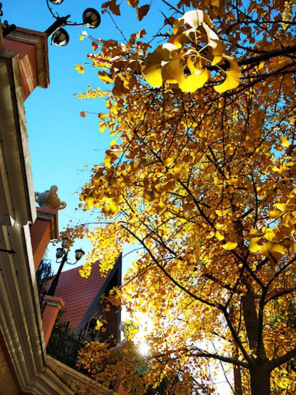 秋 韻 賦----《蝶變回天》北京天通苑靚麗美景拍不完（18）