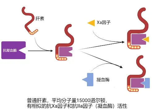 對於VTE風險很高的COVID-19危重患者，為何肝素抗凝治療效果不佳