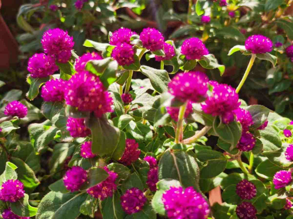 秋天常見的60種花，最全花卉圖譜，收藏起來慢慢看