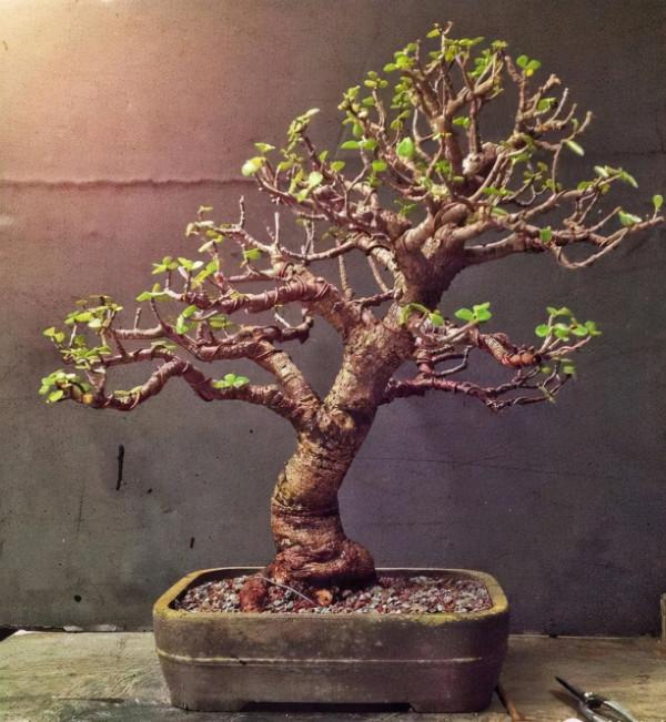 這2種樹最“耐養”,每天剪1刀,土裡喂點料,蹭蹭長成小盆景 這2種樹最“耐養”,每天剪1刀,土裡喂點料,蹭蹭長成小盆景