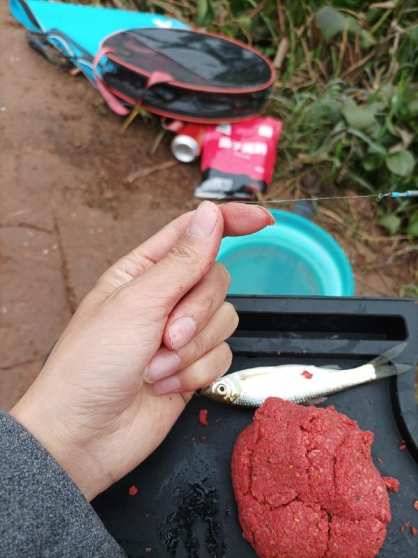 追尋那夢寐以求的大板鯽，結果魚護早已生鏽卡死