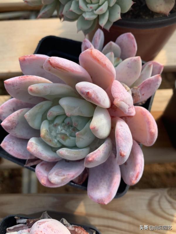 長得像橙夢露的&OpenCurlyDoubleQuote;奧普琳娜&rdquo;，粉色葉子，顏值很高，價格便宜