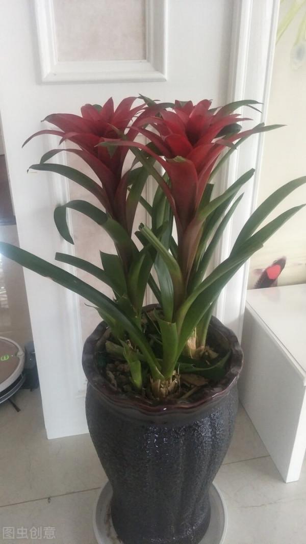 寓意超好的6種花，現在種下，過年就能有花賞