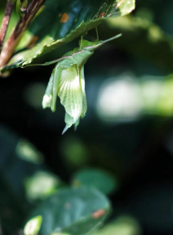 蟲蟲世界，分享一組蟲子照片