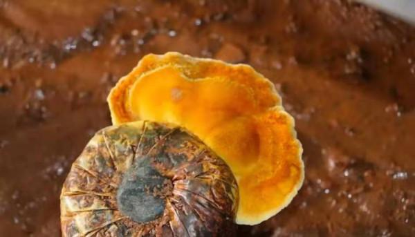 長在桑樹上的“黃金”，過去人們不識貨，如今千元一斤難買到