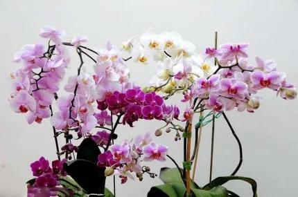 分享——高雅多姿的蝴蝶蘭