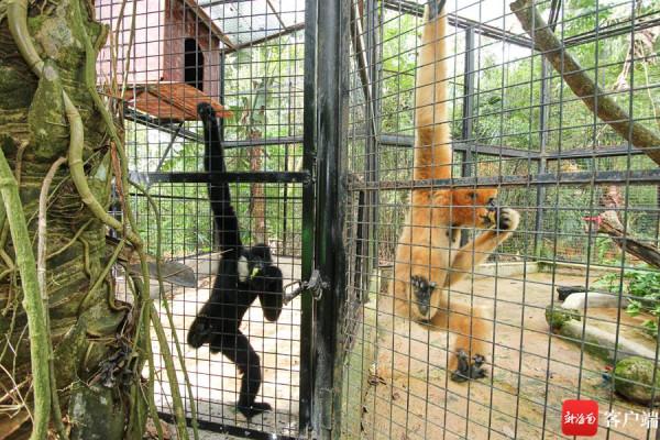映象海南｜瓊浙喜結良&OpenCurlyDoubleQuote;猿&rdquo;：一對白頰長臂猿在2月14日合籠