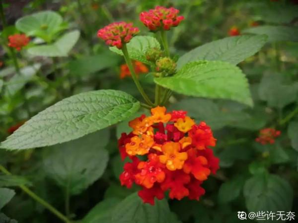 10種“髒髒”花,愛乾淨的人別養,會招蟲子 10種“髒髒”花,愛乾淨的人別養,會招蟲子