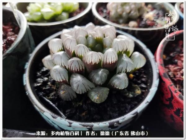 廣東的多肉陽臺:生命不息,折騰不止 廣東的多肉陽臺:生命不息,折騰不止