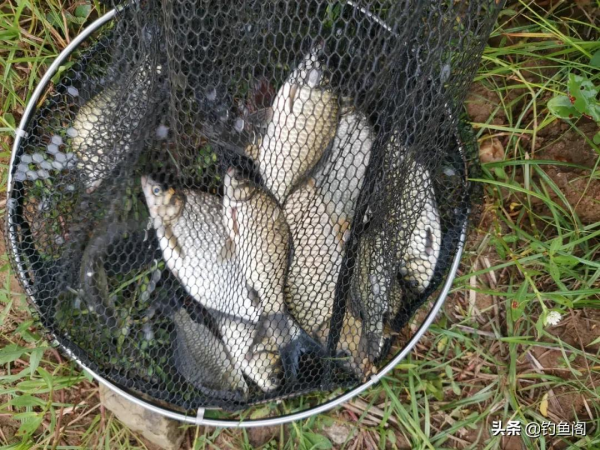 商品餌VS蚯蚓，冬天釣魚到底用什麼餌靠譜？今天說點新鮮的