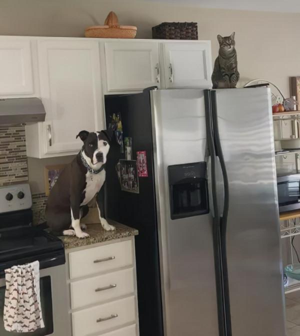 什麼叫做“逐漸貓化”？一貓一狗每天待在各種“高地”