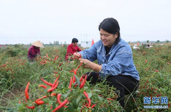 河南汝陽：辣椒田裡的技能賽