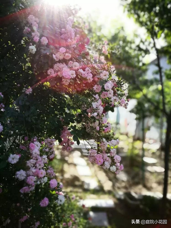 這樣的小院就是我夢想中的花園