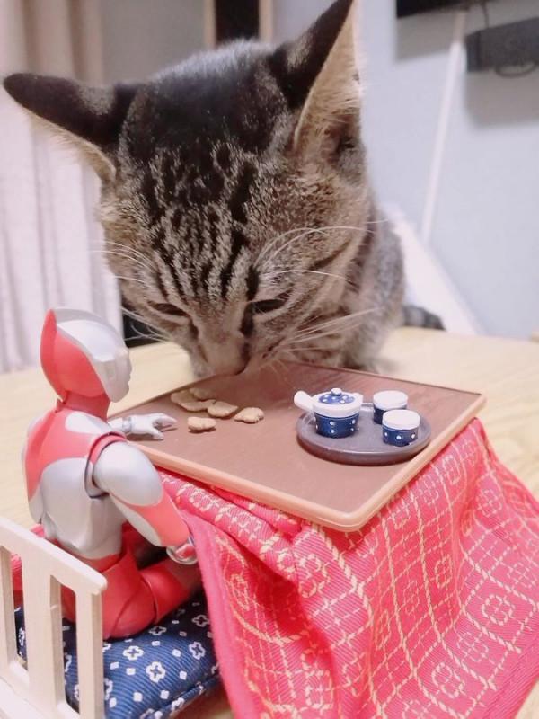 被收養的流浪貓與奧特曼的成長日記，太暖太有愛了