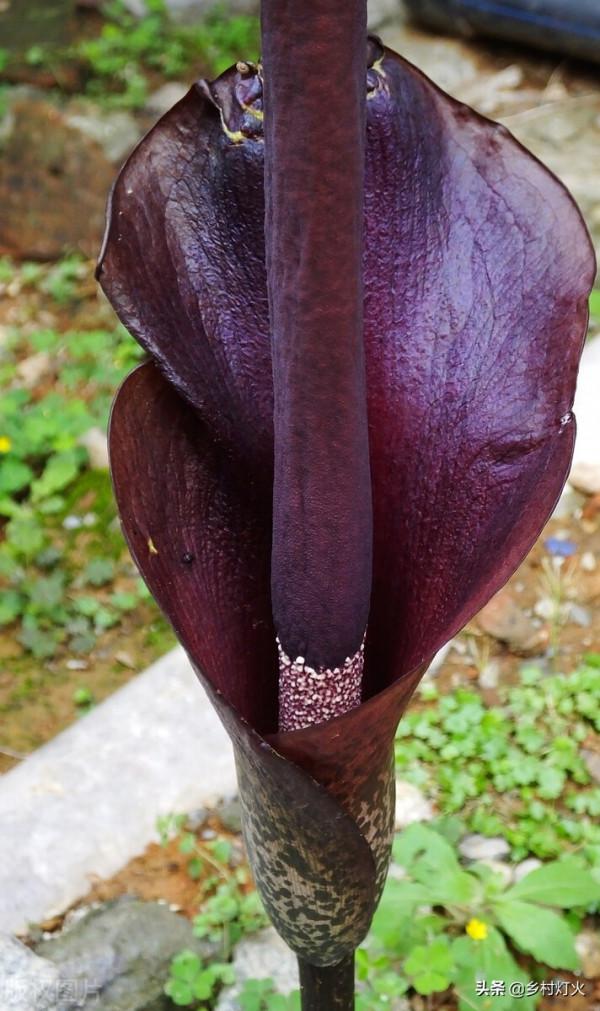 魔芋種植，這三種肥料都不能使用