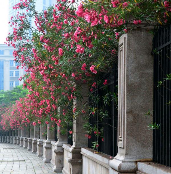 12種&OpenCurlyDoubleQuote;大毒花&rdquo;，長得很漂亮，家裡經常養，別碰它們，小心受傷