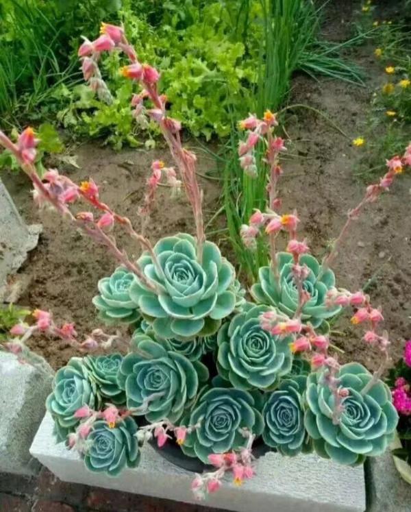 50種多肉開花欣賞，你養的開花了嗎？快來曬曬