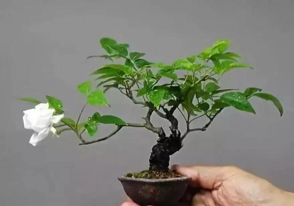 精美的袖珍盆景 精美的袖珍盆景