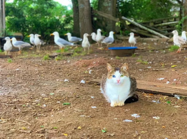 土耳其大叔自從收養了流浪動物後,愛心氾濫一發不可收拾了 土耳其大叔自從收養了流浪動物後,愛心氾濫一發不可收拾了