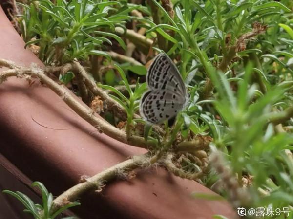 4種花別亂養,天天招蟲子,越養越生氣 4種花別亂養,天天招蟲子,越養越生氣