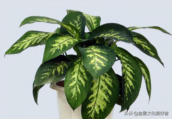 這8種盆景,養家裡寓意“吉祥”,財旺貴人來!難怪有錢人都會種 這8種盆景,養家裡寓意“吉祥”,財旺貴人來!難怪有錢人都會種